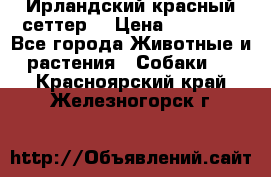 Ирландский красный сеттер. › Цена ­ 30 000 - Все города Животные и растения » Собаки   . Красноярский край,Железногорск г.